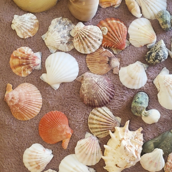 Real sea shells - Picture 12 of 13